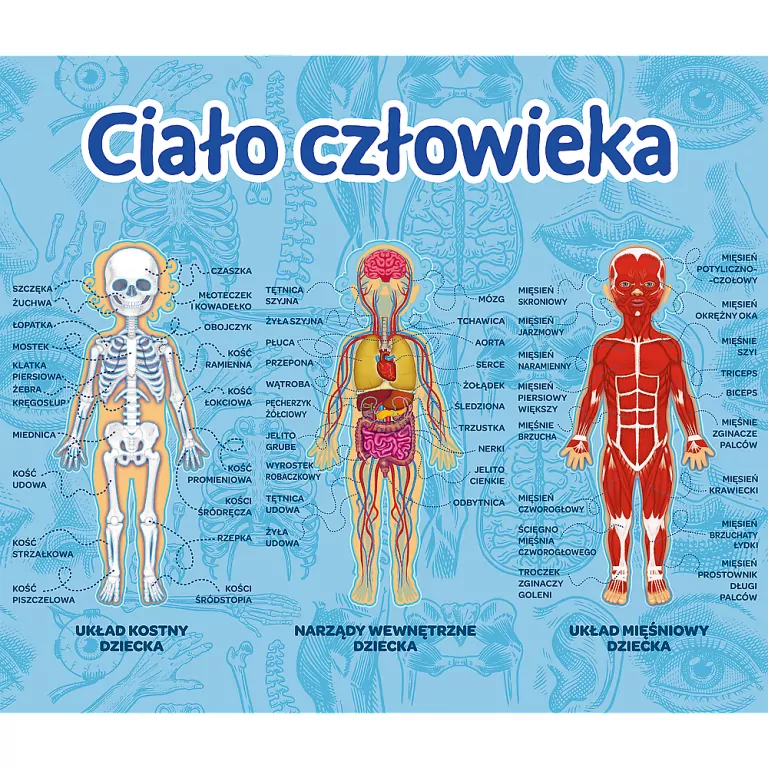 Trefl. Ciało człowieka/Mistrz wiedzy - tantis.pl