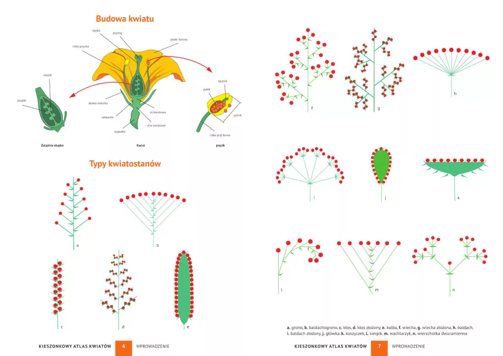 Kieszonkowy atlas kwiatów. 180 gatunków - tantis.pl