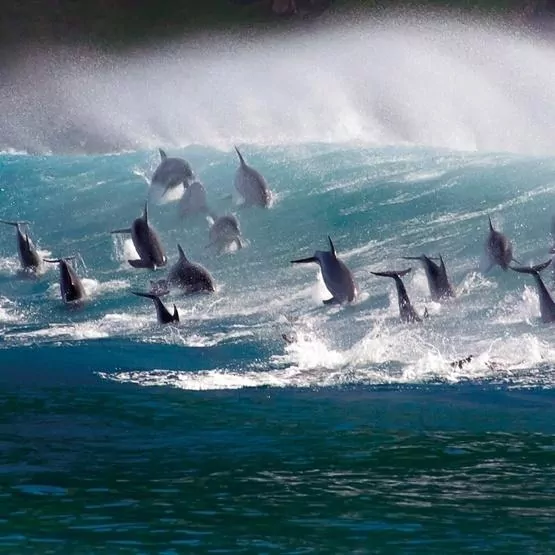 Karnet kwadrat z kopertą Surfing Bottlenose Doplhins - tantis.pl