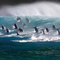 Karnet kwadrat z kopertą Surfing Bottlenose Doplhins - tantis.pl