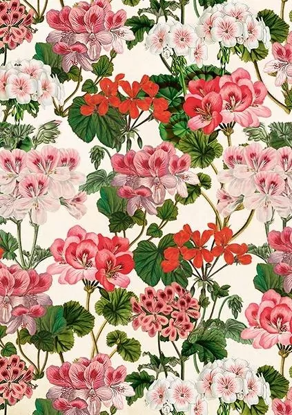 Karnet ST531 B6 + koperta Pelargonia - tantis.pl