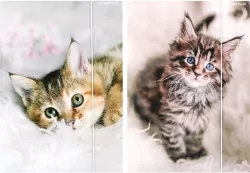 Teczka z gumką A4 Kotki mix