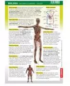 Ściągawka. Biologia. Budowa człowieka, układy - tantis.pl