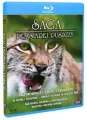 Saga prastarej puszczy (Blu-ray) - tantis.pl
