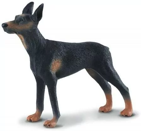 Pies doberman - tantis.pl