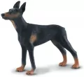Pies doberman - tantis.pl