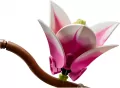 LEGO® Gałązki magnolii 11510 - tantis.pl