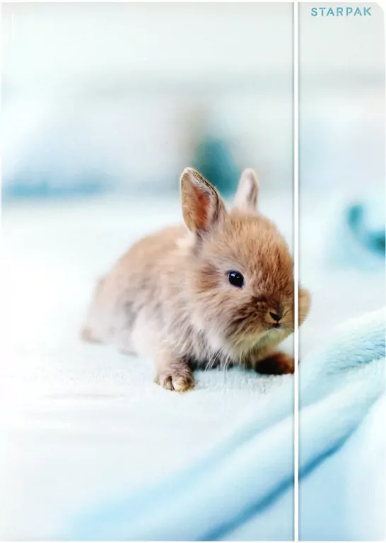 Teczka z gumką A4 Królik mix - tantis.pl