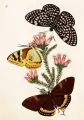 Karnet ST495 B6 + koperta Motyle - tantis.pl
