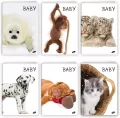 Zeszyt Baby. A5/32K linia. 20 sztuk - tantis.pl