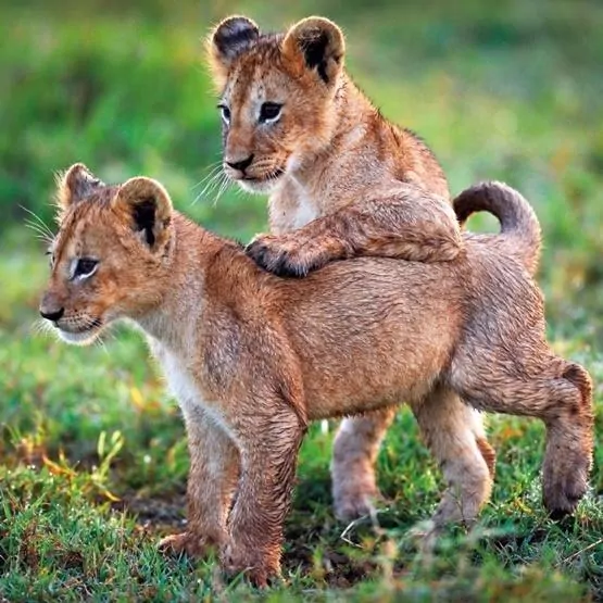 Karnet kwadrat z kopertą Lion Cubs - tantis.pl