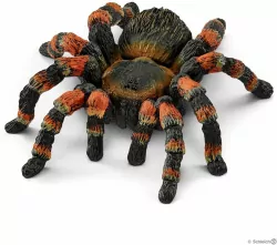 Tarantula. Wild Life