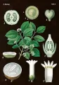 Karnet ST269 B6 + koperta Amelanchier - tantis.pl