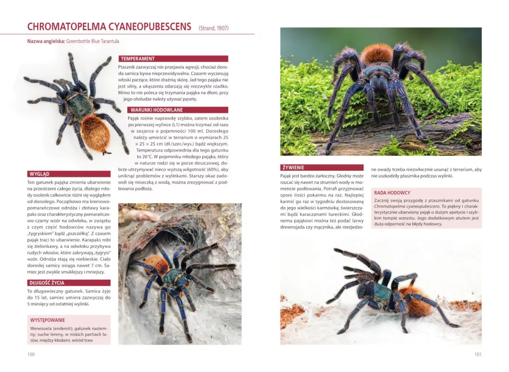 Atlas pająków - tantis.pl