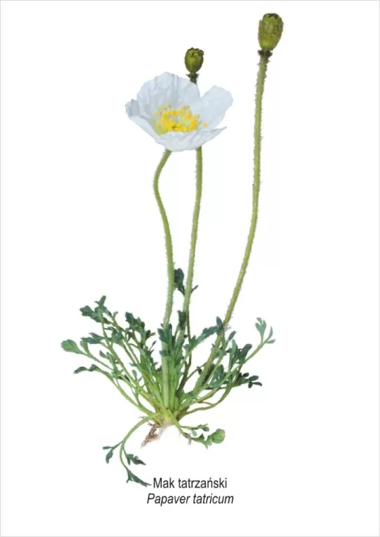 Obraz A4 Mak tatrzański - tantis.pl