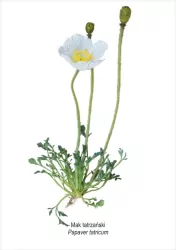 Obraz A4 Mak tatrzański