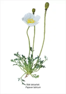 Obraz A4 Mak tatrzański