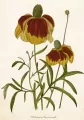 Karnet ST500 B6 + koperta Rudbekia - tantis.pl