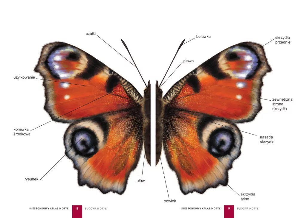 Kieszonkowy atlas motyli - tantis.pl