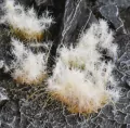 Gamers Grass: Special tufts - 12 mm - Spikey Winter (Wild) - tantis.pl