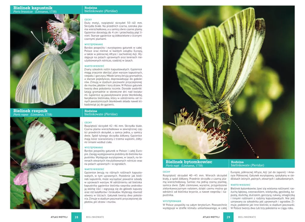 Atlas motyli - tantis.pl