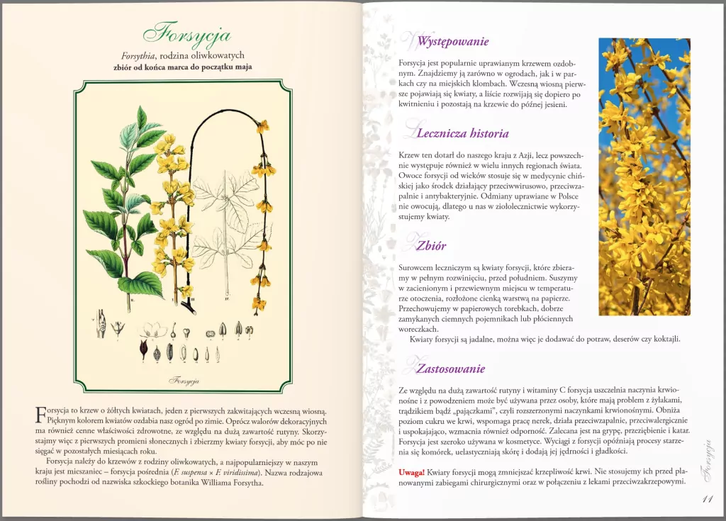 Zioła, nalewki, syropy i inne przepisy - tantis.pl