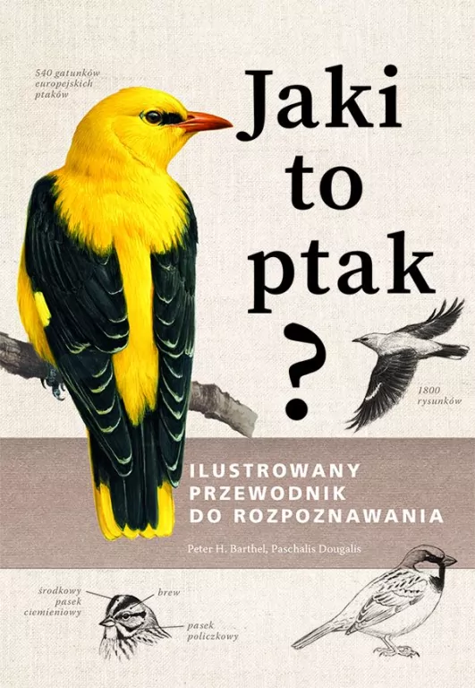 Jaki to ptak? Ilustrowany przewodnik - tantis.pl