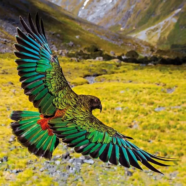 Karnet kwadrat z kopertą Alpine Parrot - tantis.pl