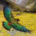 Karnet kwadrat z kopertą Alpine Parrot - tantis.pl