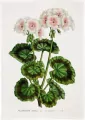 Ręcznik kuchenny - Biała pelargonia - tantis.pl