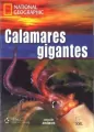Calamares gigantes C1 - tantis.pl