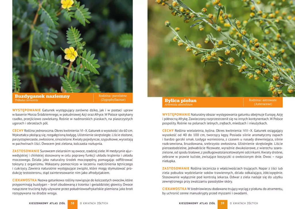 Kieszonkowy atlas ziół. 180 gatunków - tantis.pl