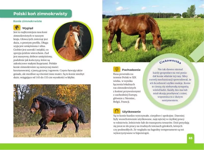 Jaki to koń? Atlas dla dzieci - tantis.pl