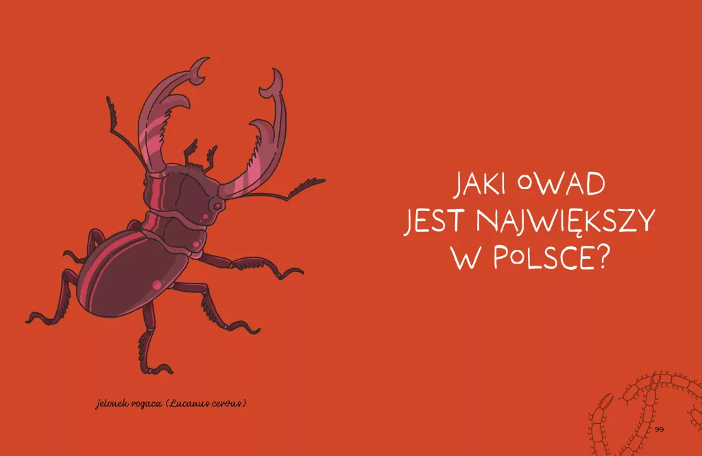 Patyki, kamyki i ROBALE. - tantis.pl