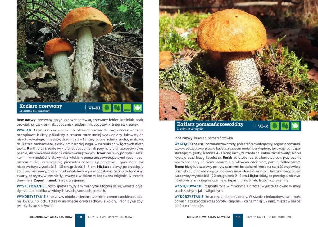 Kieszonkowy atlas grzybów - tantis.pl