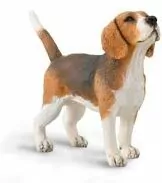 Pies beagle - tantis.pl