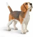 Pies beagle - tantis.pl