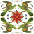 Karnet kwadrat z kopertą Red-winged Parrot - tantis.pl