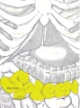 Spleen - tantis.pl