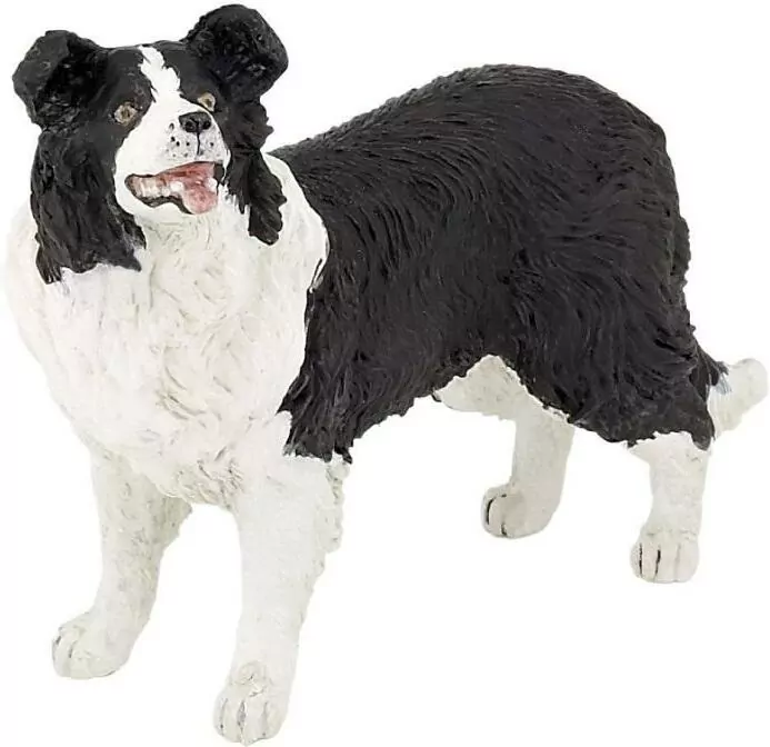 Border collie - tantis.pl