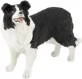 Border collie - tantis.pl