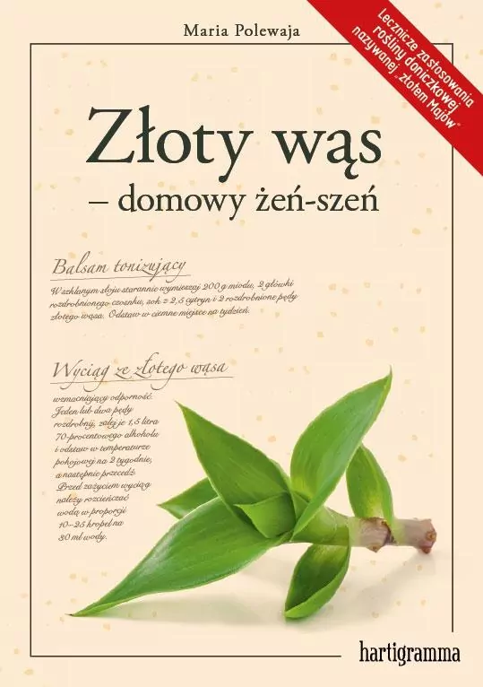 Złoty wąs. Domowy żeń-szeń - tantis.pl