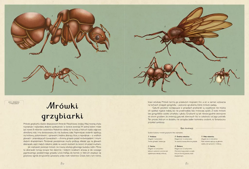 Insektarium. Muzeum Owadów. W Muzeum - tantis.pl