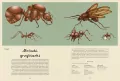 Insektarium. Muzeum Owadów. W Muzeum - tantis.pl