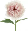 Piwonia różowa 35cm - tantis.pl