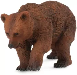 Młody niedźwiedź brunatny