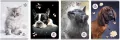 Zeszyt A5/80K linia. The Sweet Pets, 5 sztuk - tantis.pl