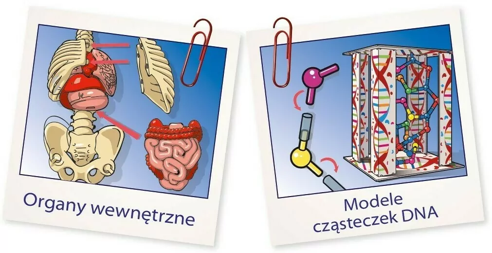 Ciało ludzkie mini. Naukowa zabawa - tantis.pl