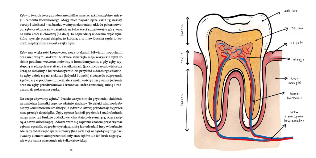Zęby, ciosy i siekacze - tantis.pl