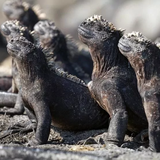 Karnet kwadrat z kopertą Marine Iguanas - tantis.pl